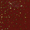 Red Gold Sparkle